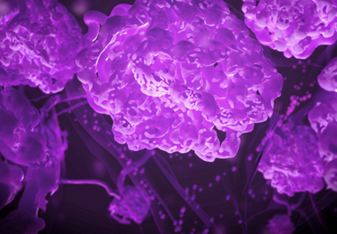 Abbildung der IgAN-Antikörper in violett Abbildung der IgAN-Antikörper in violett