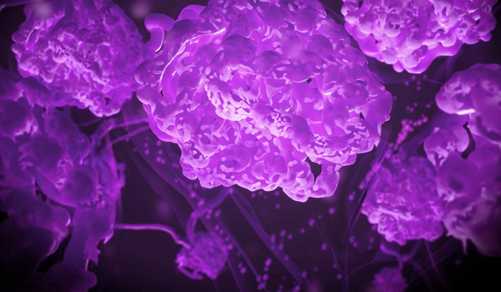 Abbildung der IgAN-Antikörper in violett Abbildung der IgAN-Antikörper in violett